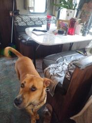 Lost Male Dog last seen David's burgers, Bryant, AR 72022