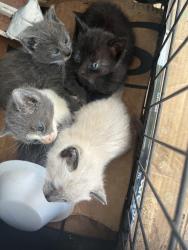 Found/Stray Unknown Cat last seen san jose , Jacksonville, FL 32217