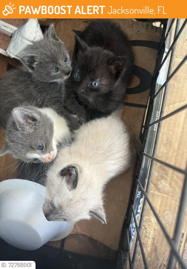 Found/Stray Unknown Cat last seen san jose , Jacksonville, FL 32217