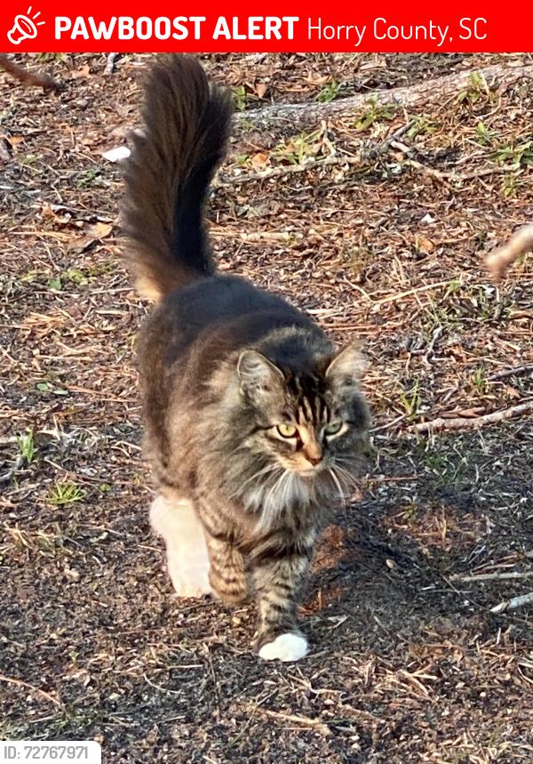 Lost Female Cat last seen Riverside drive/little river neck road, Horry County, SC 29582