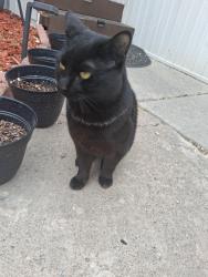 Found/Stray Unknown Cat last seen Atherton drive, Taylorsville, UT 84123