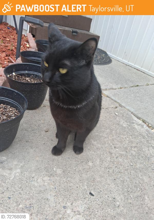 Found/Stray Unknown Cat last seen Atherton drive, Taylorsville, UT 84123
