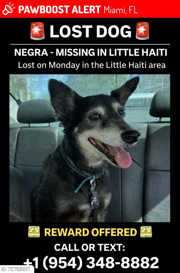Lost Female Dog last seen Near NE 54 street, Miami fl 33137, Miami, FL 33137