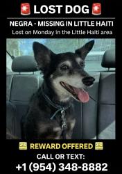 Lost Female Dog last seen Near NE 54 street, Miami fl 33137, Miami, FL 33137