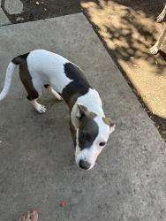 Found/Stray Female Dog last seen Klaus dr, San Jose, CA 95121