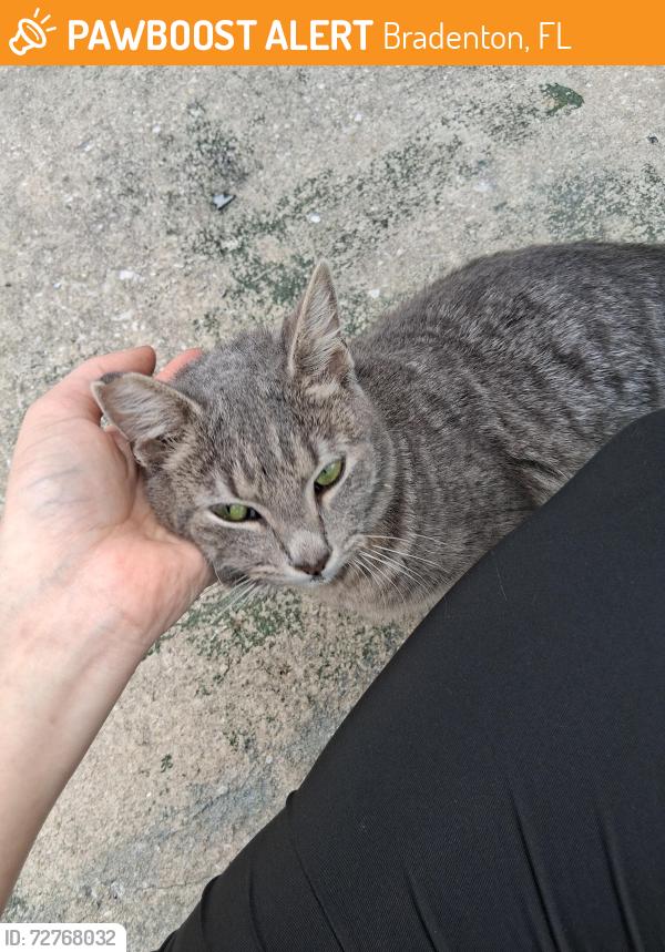 Found/Stray Female Cat last seen Cortez , Bradenton, FL 34203