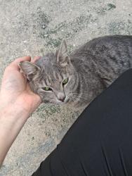 Found/Stray Female Cat last seen Cortez , Bradenton, FL 34203