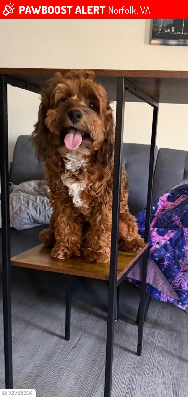 Lost Unknown Dog last seen Near 10th bay st Norfolk va, Norfolk, VA 23518