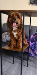 Lost Unknown Dog last seen Near 10th bay st Norfolk va, Norfolk, VA 23518