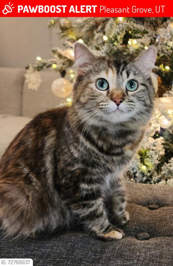 Lost Female Cat last seen Near E 500 N, Pleasant Grove, UT 84062