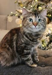 Lost Female Cat last seen Near E 500 N, Pleasant Grove, UT 84062