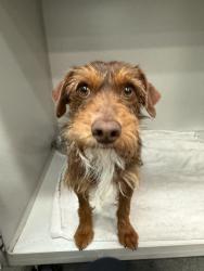 Found/Stray Male Dog last seen Police station, Monterey Park, CA 91754