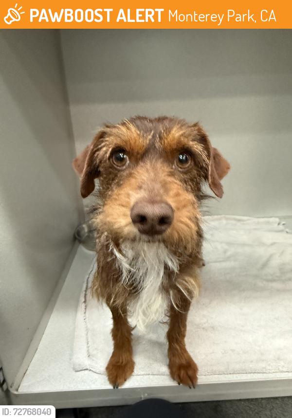 Found/Stray Male Dog last seen Police station, Monterey Park, CA 91754