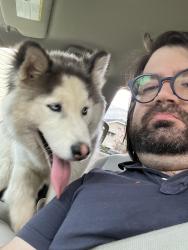 Found/Stray Female Dog last seen Joyce and Maynard, Columbus, OH 43211