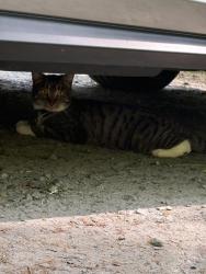Found/Stray Unknown Cat last seen Vikery Vreek Hiking trail, across the street from Riverside Park, Roswell, GA 30075
