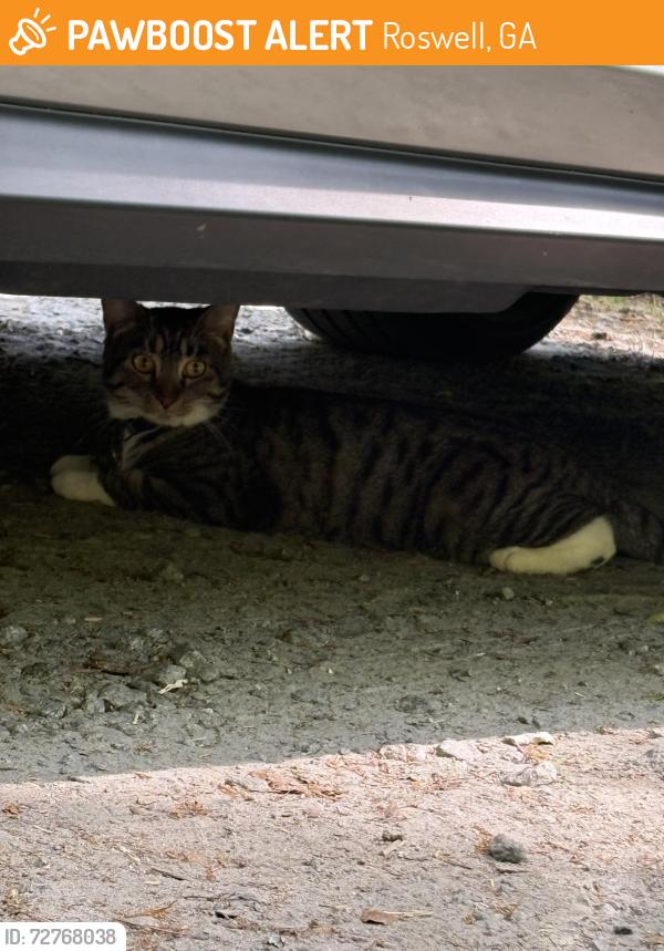 Found/Stray Unknown Cat last seen Vikery Vreek Hiking trail, across the street from Riverside Park, Roswell, GA 30075