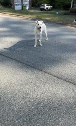 Lost Unknown Dog last seen Plantation Rd & Hurt Rd SW Smyrna Ga, Clinton Township, MI 48038