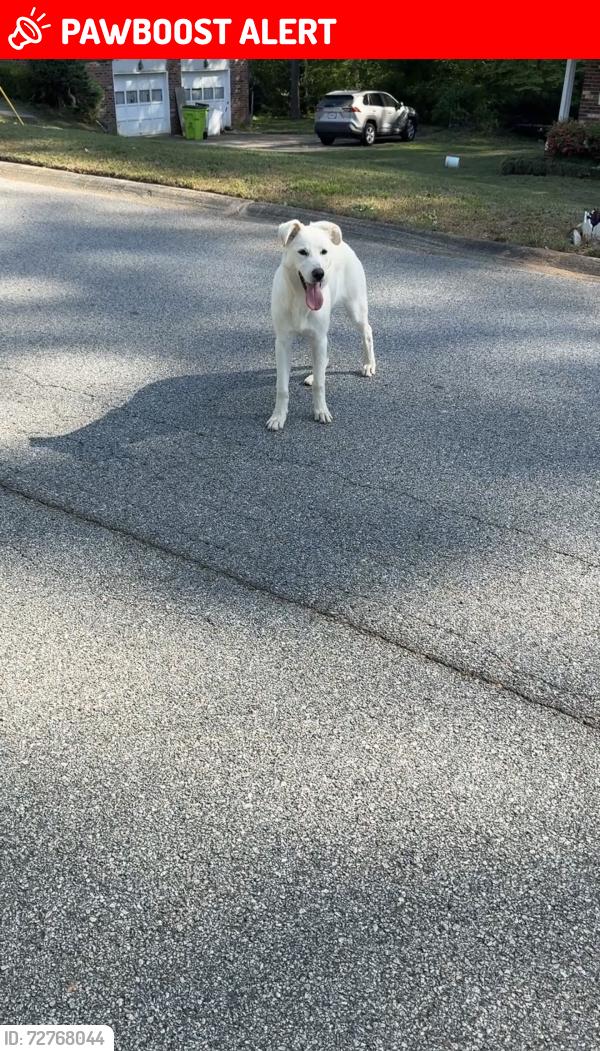 Lost Unknown Dog last seen Plantation Rd & Hurt Rd SW Smyrna Ga, Clinton Township, MI 48038