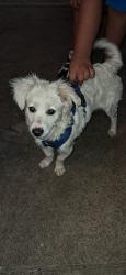 Found/Stray Male Dog last seen 20th st West, Palmdale, CA 93551
