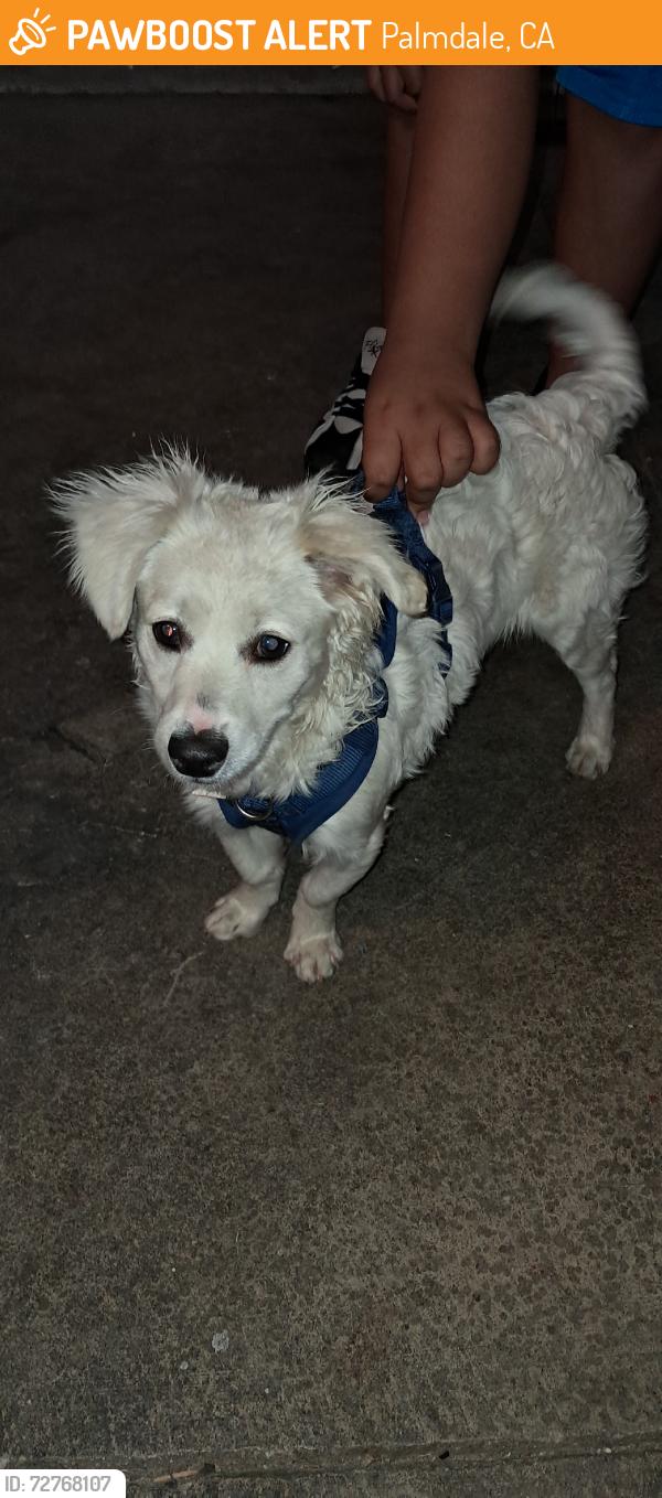 Found/Stray Male Dog last seen 20th st West, Palmdale, CA 93551