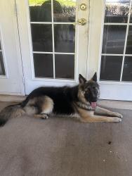 Found/Stray Male Dog last seen Hammock Ridge Road, Clermont, FL 34711