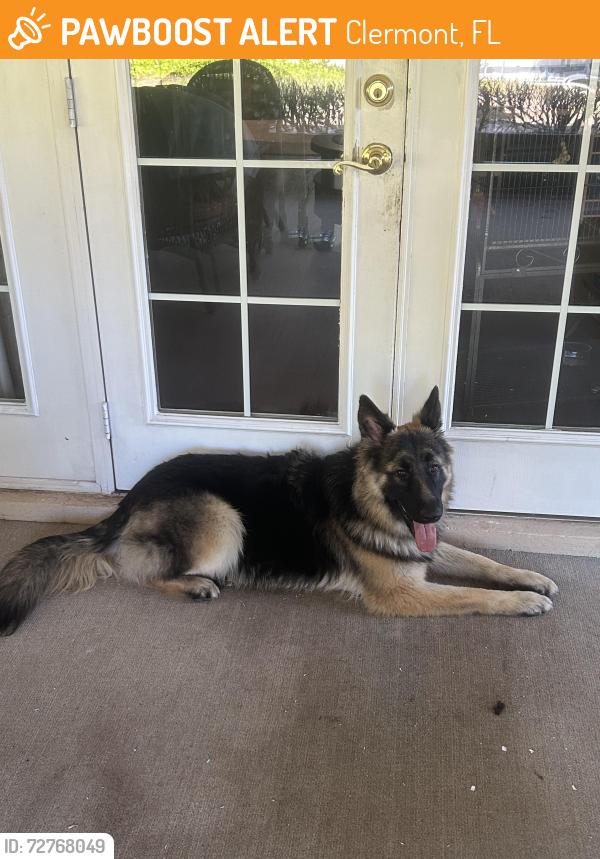 Found/Stray Male Dog last seen Hammock Ridge Road, Clermont, FL 34711