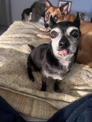 Found/Stray Male Dog last seen Western and 41st by Sipango Bar, Chicken Shack restaurant , Oklahoma City, OK 73129