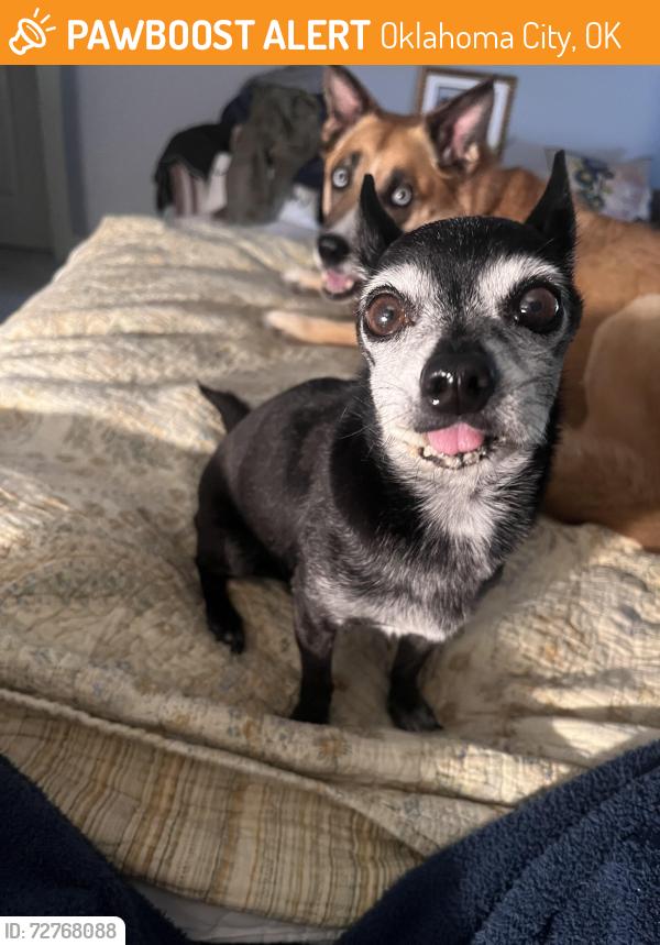 Found/Stray Male Dog last seen Western and 41st by Sipango Bar, Chicken Shack restaurant , Oklahoma City, OK 73129