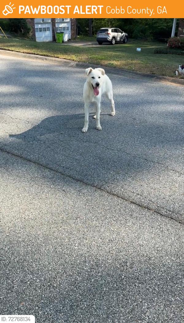 Found/Stray Unknown Dog last seen Foxfire dr sw smyrna ga, Cobb County, GA 30082