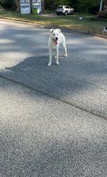 Found/Stray Unknown Dog last seen Foxfire dr sw smyrna ga, Cobb County, GA 30082