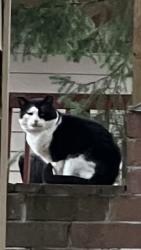 Found/Stray Male Cat last seen Union , Renton, WA 98056