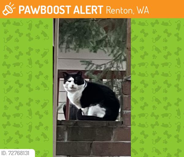 Found/Stray Male Cat last seen Union , Renton, WA 98056