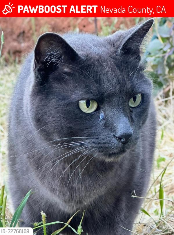 Lost Male Cat last seen Dog Bar and Rattlesnake Road, Nevada County, CA 95945