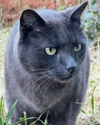 Lost Male Cat last seen Dog Bar and Rattlesnake Road, Nevada County, CA 95945