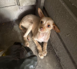 Found/Stray Male Dog last seen Spring Valley and Preston, Dallas, TX 75254