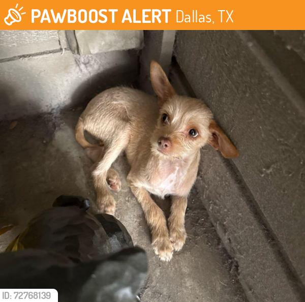 Found/Stray Male Dog last seen Spring Valley and Preston, Dallas, TX 75254