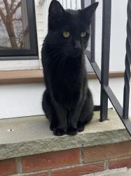 Found/Stray Unknown Cat last seen Cambridge Reservoir Park (in Belmont), Belmont, MA 02478