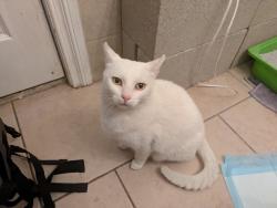 Found/Stray Unknown Cat last seen Eagle st / S. Bonnie beach pl, East Los Angeles, CA 90022