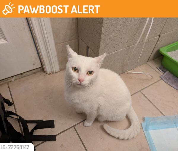 Found/Stray Unknown Cat last seen Eagle st / S. Bonnie beach pl, East Los Angeles, CA 90022