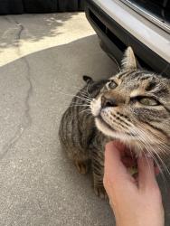 Found/Stray Female Cat last seen Masonry/Lahasky, YOUNGSVILLE , Youngsville, LA 70592
