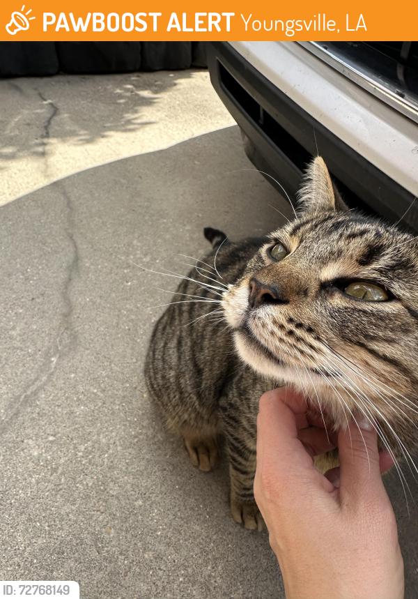 Found/Stray Female Cat last seen Masonry/Lahasky, YOUNGSVILLE , Youngsville, LA 70592