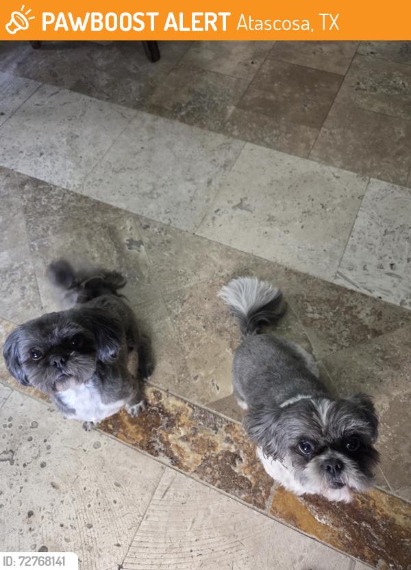 Found/Stray Male Dog last seen Near Bradley Road, Atascosa, TX 78002