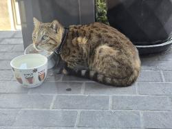 Found/Stray Male Cat last seen Prospect Ave, between Ocean & 1st, Long Beach, CA 90803
