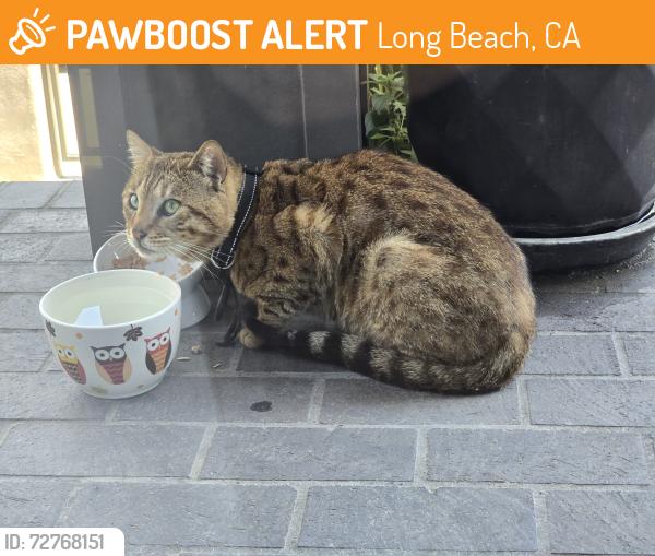 Found/Stray Male Cat last seen Prospect Ave, between Ocean & 1st, Long Beach, CA 90803