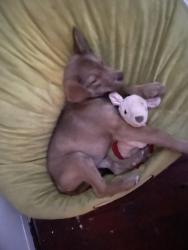 Lost Female Dog last seen 32nd Avenue Gulfport Mississippi , Gulfport, MS 39501