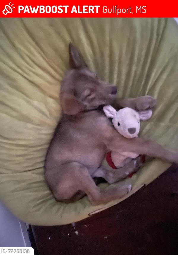 Lost Female Dog last seen 32nd Avenue Gulfport Mississippi , Gulfport, MS 39501