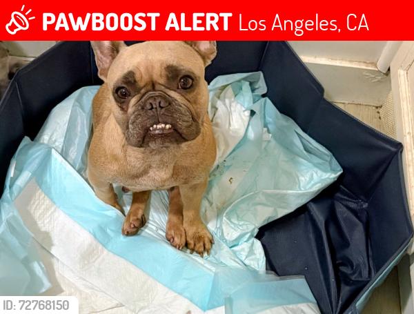 Lost Female Dog last seen Western and 37st, Los Angeles, CA 90018