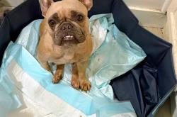 Lost Female Dog last seen Western and 37st, Los Angeles, CA 90018