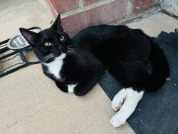Found/Stray Male Cat last seen Kier st., San Diego, CA 92123