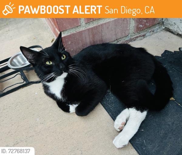 Found/Stray Male Cat last seen Kier st., San Diego, CA 92123